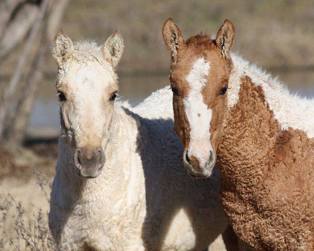 Bashir Curly Horse